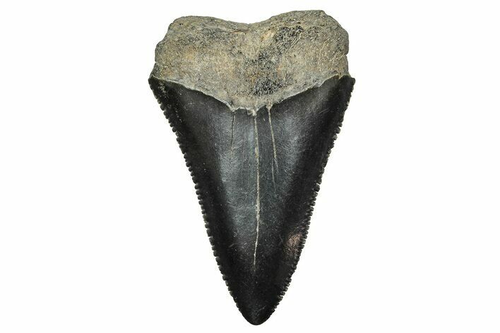 Fossil Great White Shark Tooth - North Carolina #243198